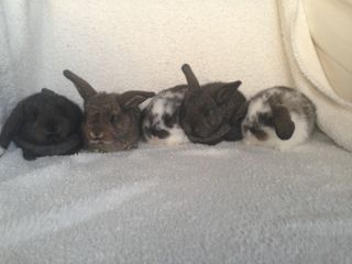 Fem små godingar tre veckor gamla. 
Cicci, Caramelle, Cocos, Cajsa och Casper. 