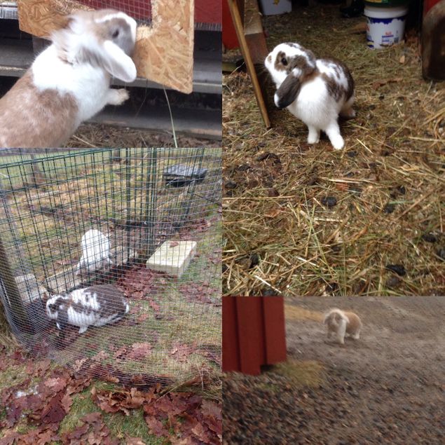 Alla kaniner utom Nobless fastnade på bild idag när de var ute och sprang av sig. Tuss och Daniel turades om att springa lösa i trädgården med mig. De andra var i hagarna. 